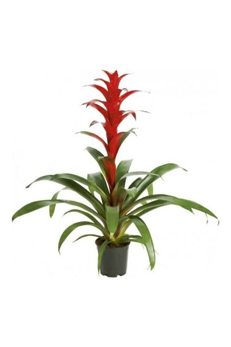 Guzmania